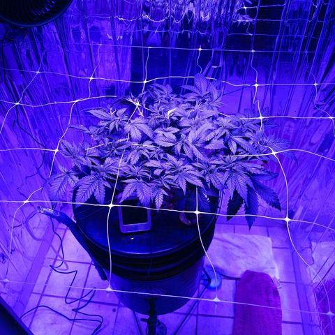 Wedding Crasher growlog timeline photo