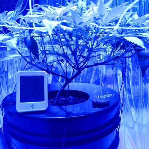 Wedding Crasher growlog timeline photo