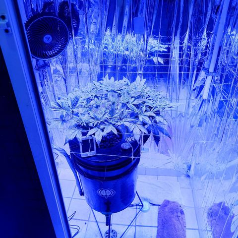 Wedding Crasher growlog timeline photo