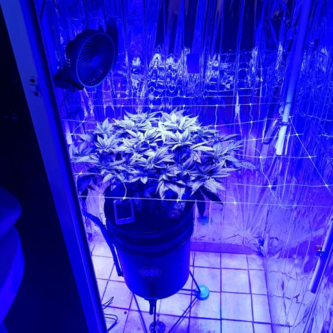 Wedding Crasher growlog timeline photo