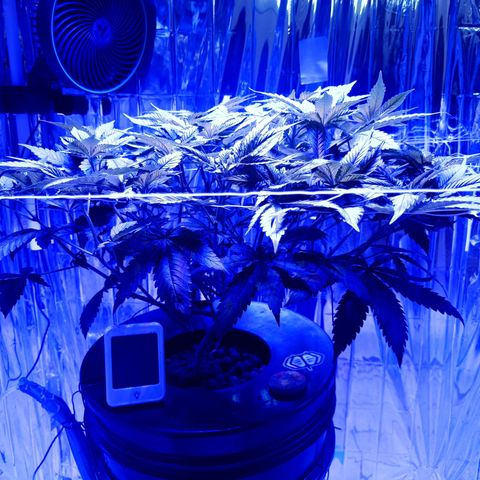 Wedding Crasher growlog timeline photo