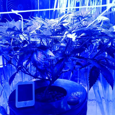 Wedding Crasher growlog timeline photo