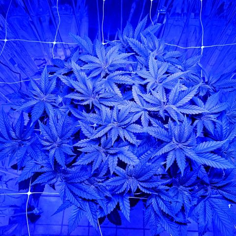 Wedding Crasher growlog timeline photo
