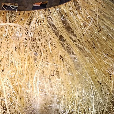 Wedding Crasher growlog photo: Sufrí un problema con larvas de mosca de la humedad dentro del tanque, sobre las raíces, compré un larvicida natural para exterminarlas 