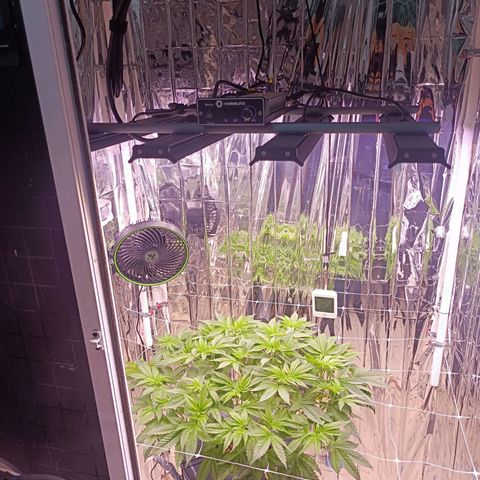 Wedding Crasher growlog photo: Sufrí un problema con larvas de mosca de la humedad dentro del tanque, sobre las raíces, compré un larvicida natural para exterminarlas 