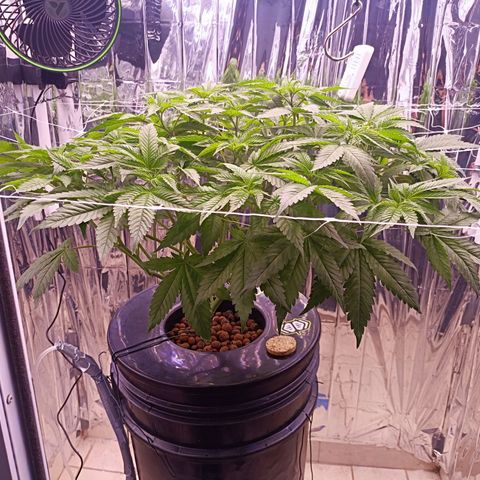 Wedding Crasher growlog photo: Sufrí un problema con larvas de mosca de la humedad dentro del tanque, sobre las raíces, compré un larvicida natural para exterminarlas 