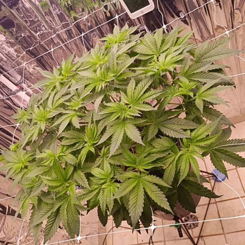 Wedding Crasher growlog photo: Sufrí un problema con larvas de mosca de la humedad dentro del tanque, sobre las raíces, compré un larvicida natural para exterminarlas 