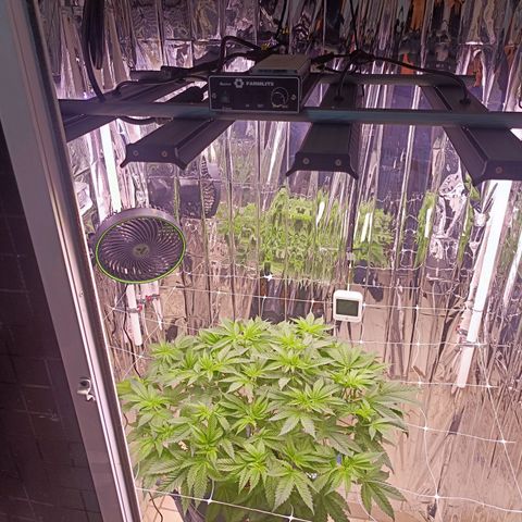 Wedding Crasher growlog photo: Sufrí un problema con larvas de mosca de la humedad dentro del tanque, sobre las raíces, compré un larvicida natural para exterminarlas 