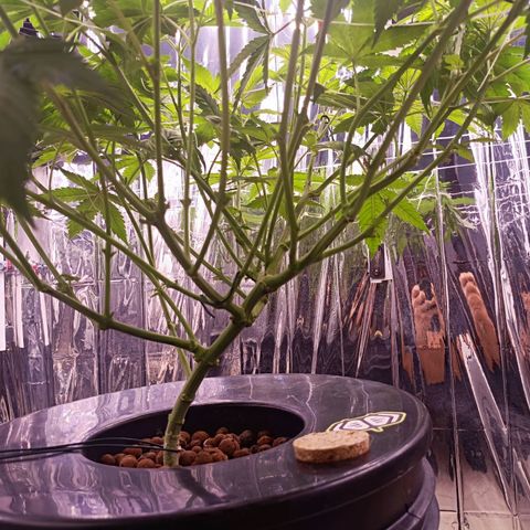 Wedding Crasher growlog photo: Sufrí un problema con larvas de mosca de la humedad dentro del tanque, sobre las raíces, compré un larvicida natural para exterminarlas 