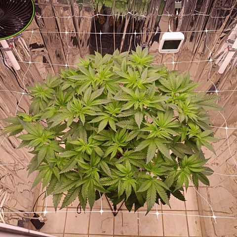 Wedding Crasher growlog photo: Sufrí un problema con larvas de mosca de la humedad dentro del tanque, sobre las raíces, compré un larvicida natural para exterminarlas 