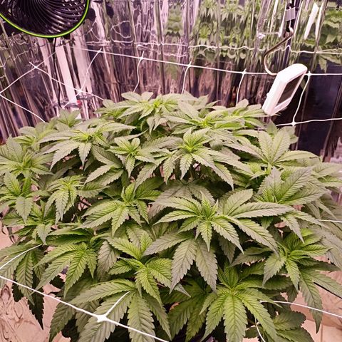 Wedding Crasher growlog photo: La planta se está recuperando muy bien de las larvas, hay muchas menos en las raices