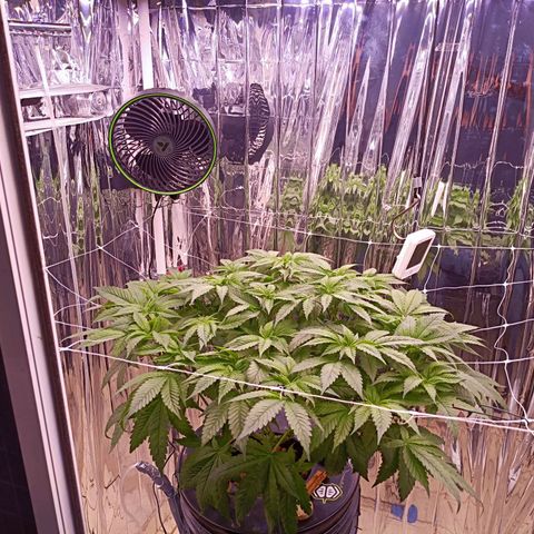 Wedding Crasher growlog photo: La planta se está recuperando muy bien de las larvas, hay muchas menos en las raices