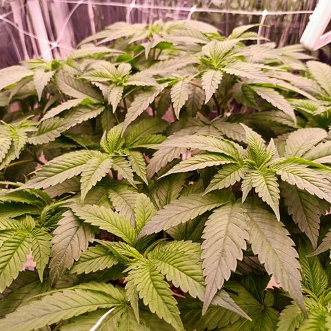 Wedding Crasher growlog photo: La planta se está recuperando muy bien de las larvas, hay muchas menos en las raices