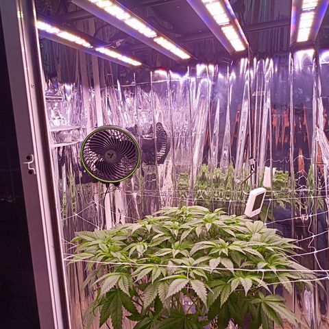 Wedding Crasher growlog photo: La planta se está recuperando muy bien de las larvas, hay muchas menos en las raices