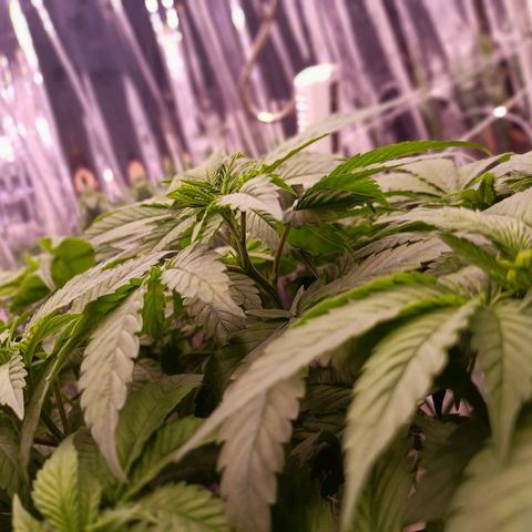 Wedding Crasher growlog photo: La planta se está recuperando muy bien de las larvas, hay muchas menos en las raices