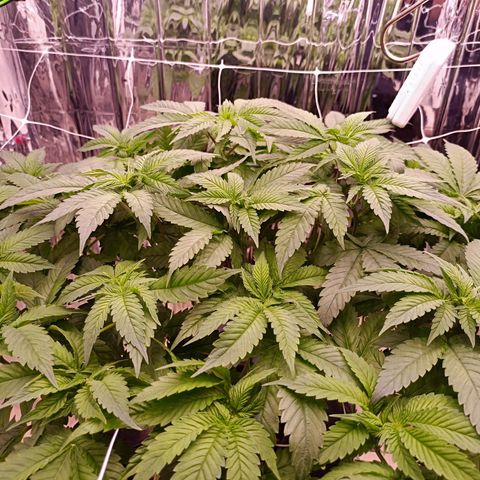 Wedding Crasher growlog photo: La planta se está recuperando muy bien de las larvas, hay muchas menos en las raices