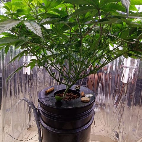 Wedding Crasher growlog timeline photo