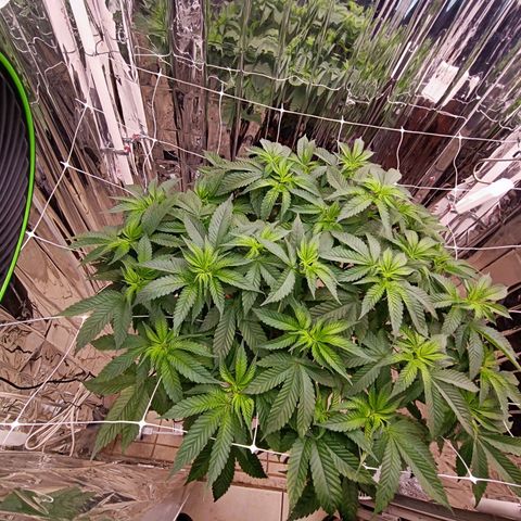 Wedding Crasher growlog timeline photo