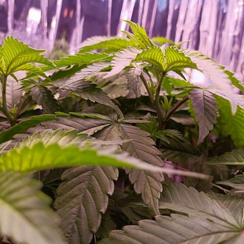 Wedding Crasher growlog timeline photo