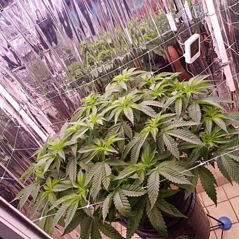 Wedding Crasher growlog timeline photo