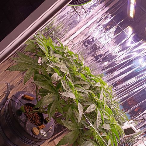 Wedding Crasher growlog timeline photo