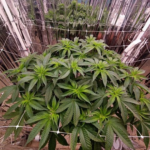 Wedding Crasher growlog timeline photo