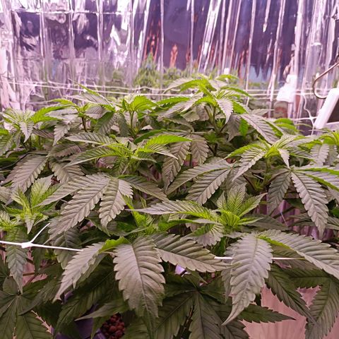 Wedding Crasher growlog timeline photo