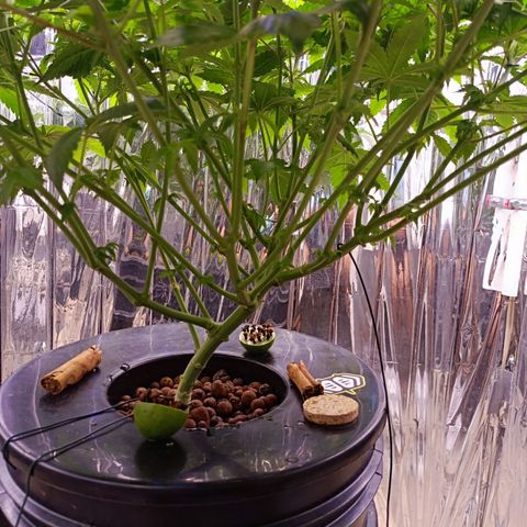Wedding Crasher growlog timeline photo