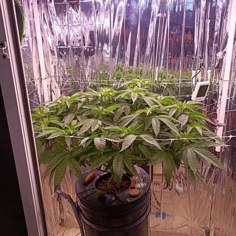 Wedding Crasher growlog timeline photo