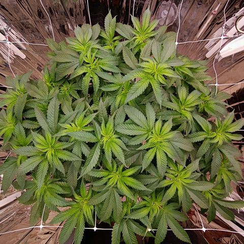 Wedding Crasher growlog timeline photo