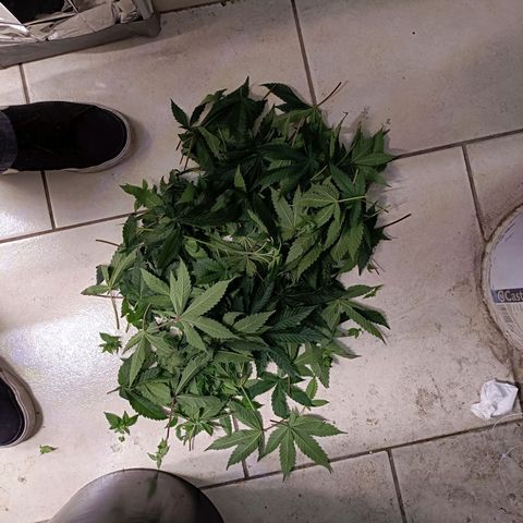 Wedding Crasher growlog timeline photo