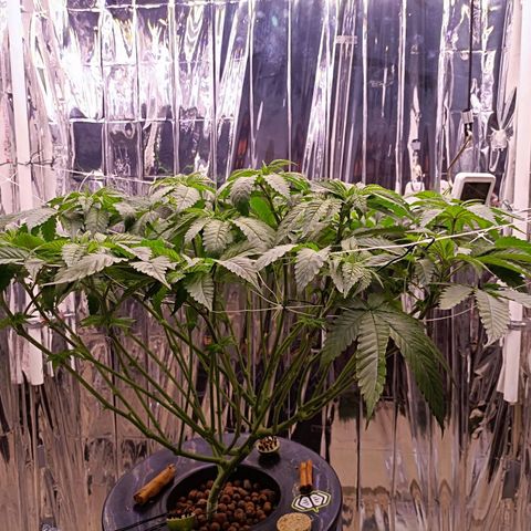 Wedding Crasher growlog timeline photo