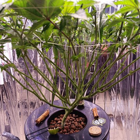 Wedding Crasher growlog timeline photo