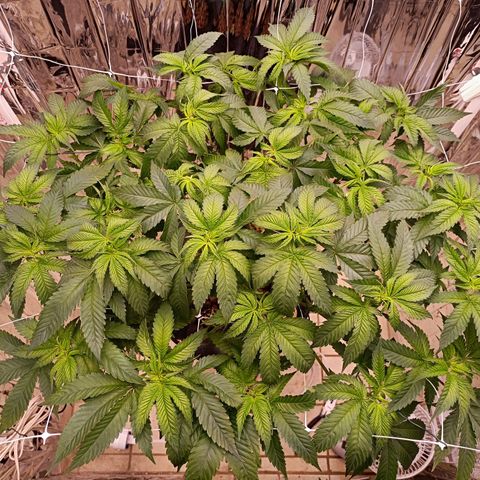 Wedding Crasher growlog timeline photo