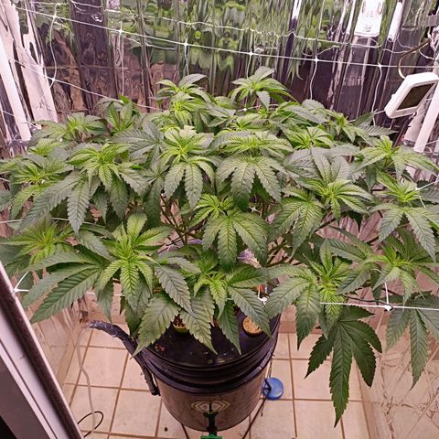 Wedding Crasher growlog timeline photo