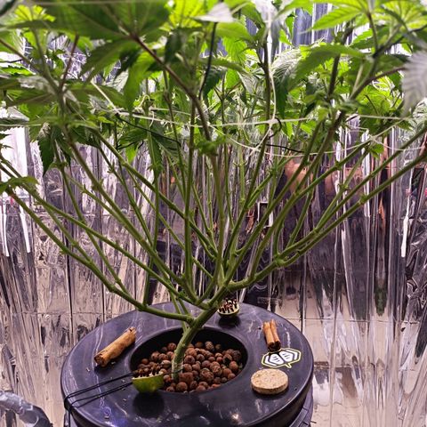 Wedding Crasher growlog timeline photo