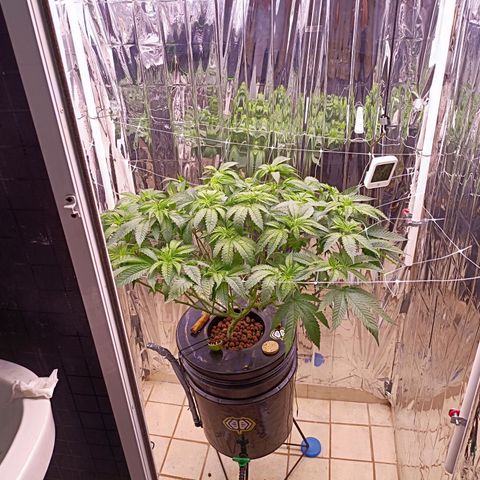 Wedding Crasher growlog timeline photo