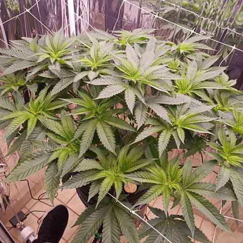 Wedding Crasher growlog photo: Parece que a la planta le vino muy bien la defoliación, está respondiendo muy bien, toca pasar a floración en uno o 2 días 