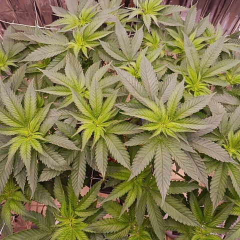 Wedding Crasher growlog photo: Parece que a la planta le vino muy bien la defoliación, está respondiendo muy bien, toca pasar a floración en uno o 2 días 