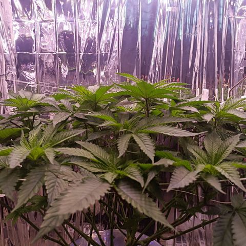 Wedding Crasher growlog photo: Parece que a la planta le vino muy bien la defoliación, está respondiendo muy bien, toca pasar a floración en uno o 2 días 