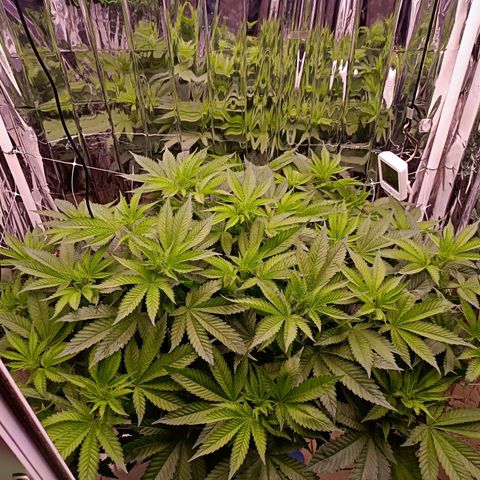 Wedding Crasher growlog timeline photo