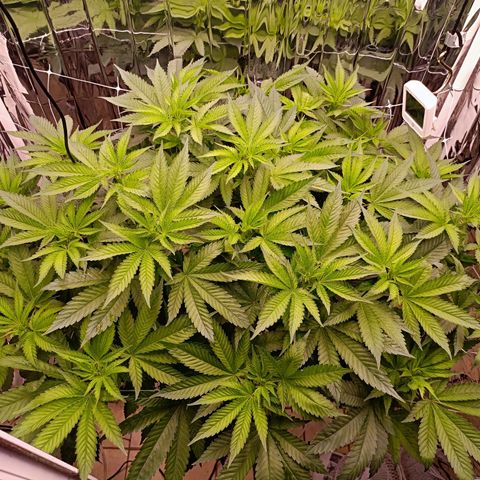 Wedding Crasher growlog timeline photo