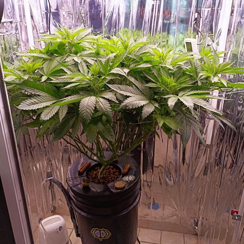 Wedding Crasher growlog timeline photo
