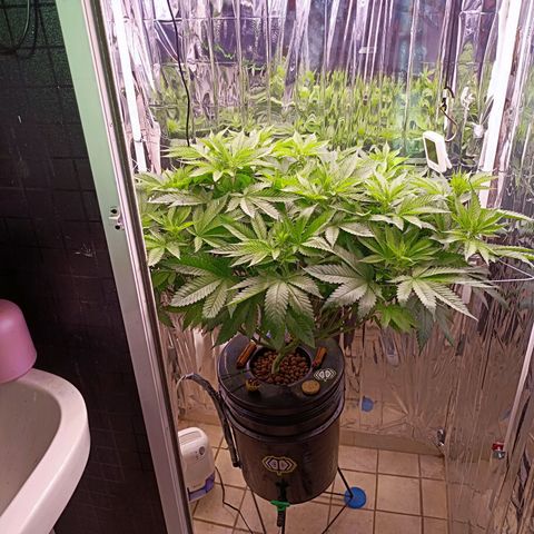 Wedding Crasher growlog timeline photo