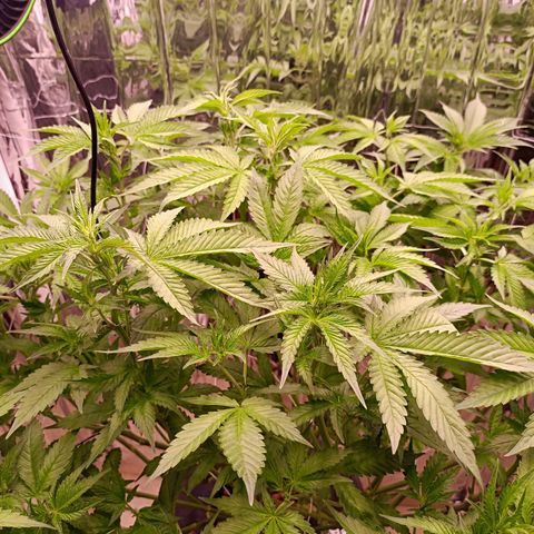 Wedding Crasher growlog photo: Corte muchísimas hojas de abanico y de todos modos se ve tupida aunque un poco triste de momento, mañana esperemos esté bien 