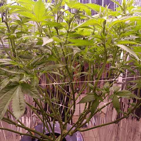 Wedding Crasher growlog photo: Corte muchísimas hojas de abanico y de todos modos se ve tupida aunque un poco triste de momento, mañana esperemos esté bien 