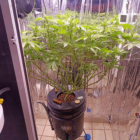 Wedding Crasher growlog photo: Corte muchísimas hojas de abanico y de todos modos se ve tupida aunque un poco triste de momento, mañana esperemos esté bien 