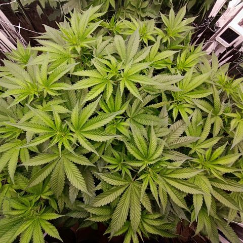 Wedding Crasher growlog photo: Corte muchísimas hojas de abanico y de todos modos se ve tupida aunque un poco triste de momento, mañana esperemos esté bien 