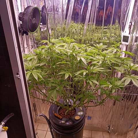 Wedding Crasher growlog photo: Corte muchísimas hojas de abanico y de todos modos se ve tupida aunque un poco triste de momento, mañana esperemos esté bien 