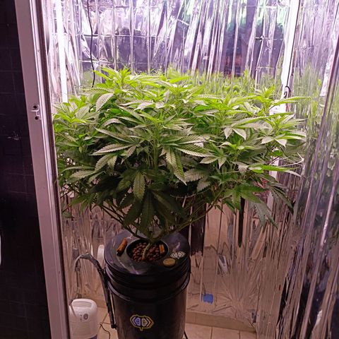 Wedding Crasher growlog photo: Corte muchísimas hojas de abanico y de todos modos se ve tupida aunque un poco triste de momento, mañana esperemos esté bien 